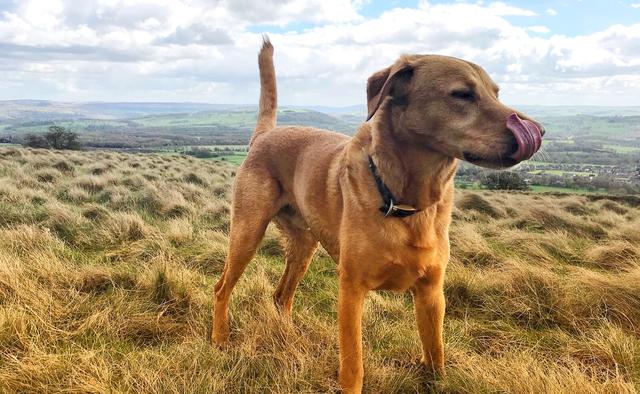 Dog Friendly Walks around remote locations in Derbyshire.