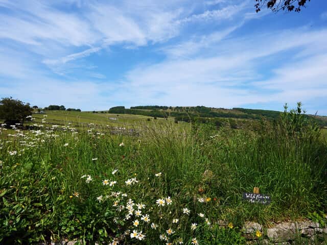 Image showing the wildflower meadow at Cliff House