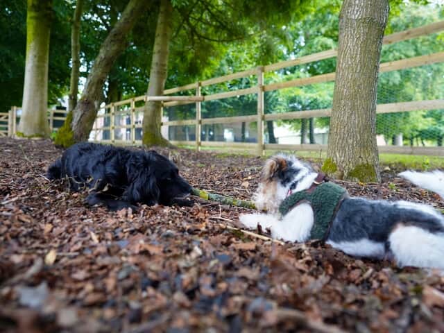 Dogs playing in the dog run