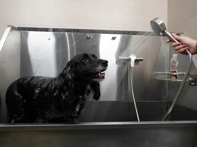 Onsite communal dog wash & dryer station
